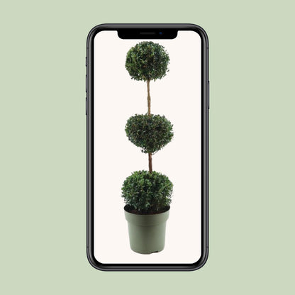 Buxus Semp. Trio-Ball – Pflegeleichter Buchsbaum Ø27cm