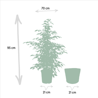 Ficus benjamina Twilight Ø21cm mit Korb Igmar – Luftreinigende Zimmerpflanze