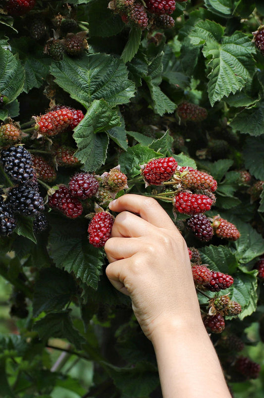 Dornenlose Brombeere 'Thornless Evergreen' – pflegeleicht & aromatisch