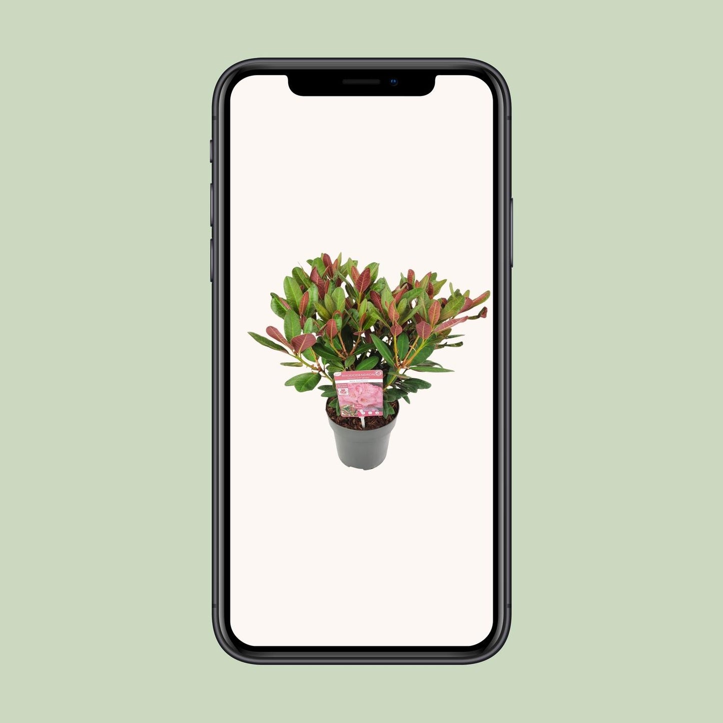 Rhododendron 'Wine & Roses' – pflegeleichte Zimmerpflanze 45 cm
