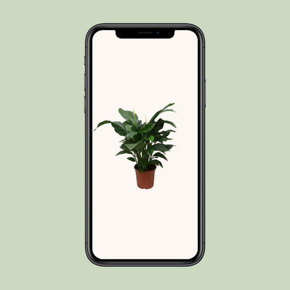 Spathiphyllum Sweet Silvana – Pflegeleichte Friedenslilie Ø24cm