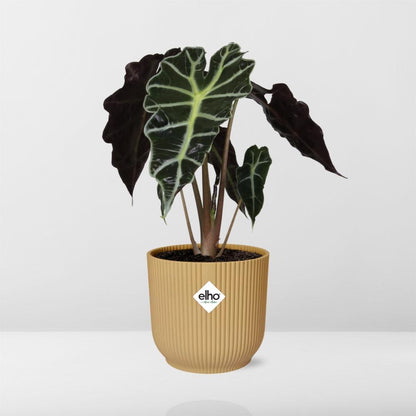 Alocasia ‘Polly’ – Tropische, pflegeleichte Zimmerpflanze im ELHO Vibes Fold Topf