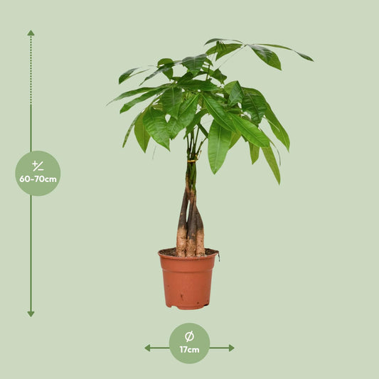 Pachira Aquatica – pflegeleichte Zimmerpflanze Ø17cm