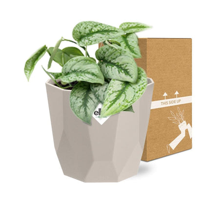 Scindapsus Pictus ‘Trebie’ in ELHO b.for rock 14 cm warm grey