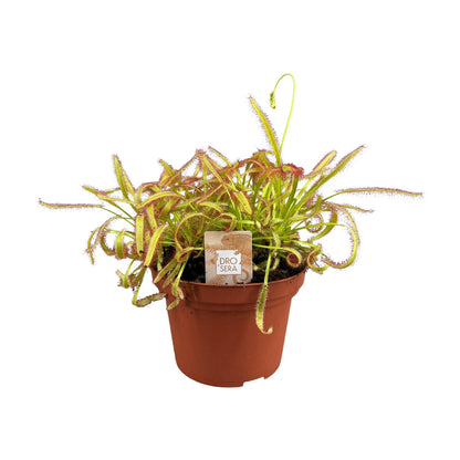 Drosera Capensis – pflegeleichte Sonnentau-Pflanze Ø12cm