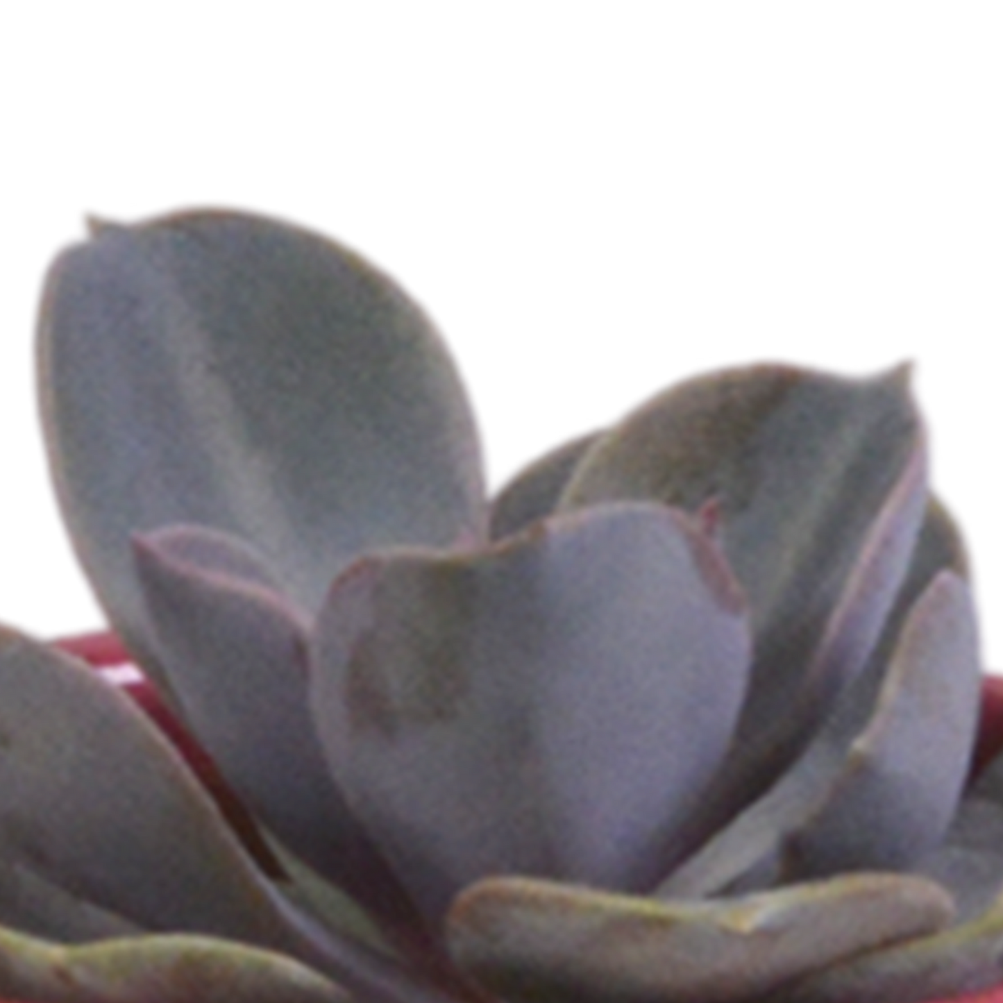 Vetplanten-Mischung 5x in handbemalter Mexicaanse Pot