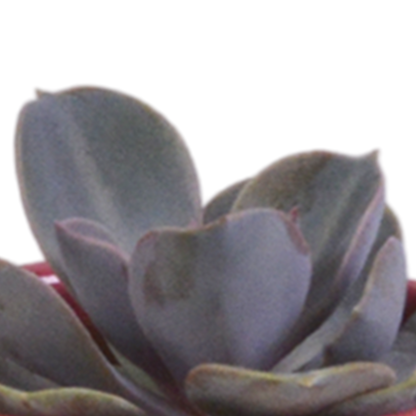 Vetplanten-Mischung 5x in handbemalter Mexicaanse Pot