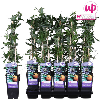 Passionsblume Blau – Exotische Kletterpflanze Ø15cm, 65cm hoch