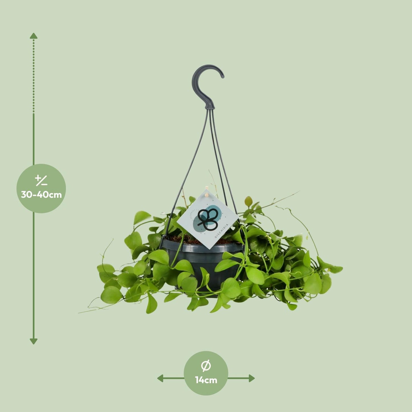 Dischidia Imbricata – Pflegeleichte Kidney-Zimmerpflanze Ø14 cm