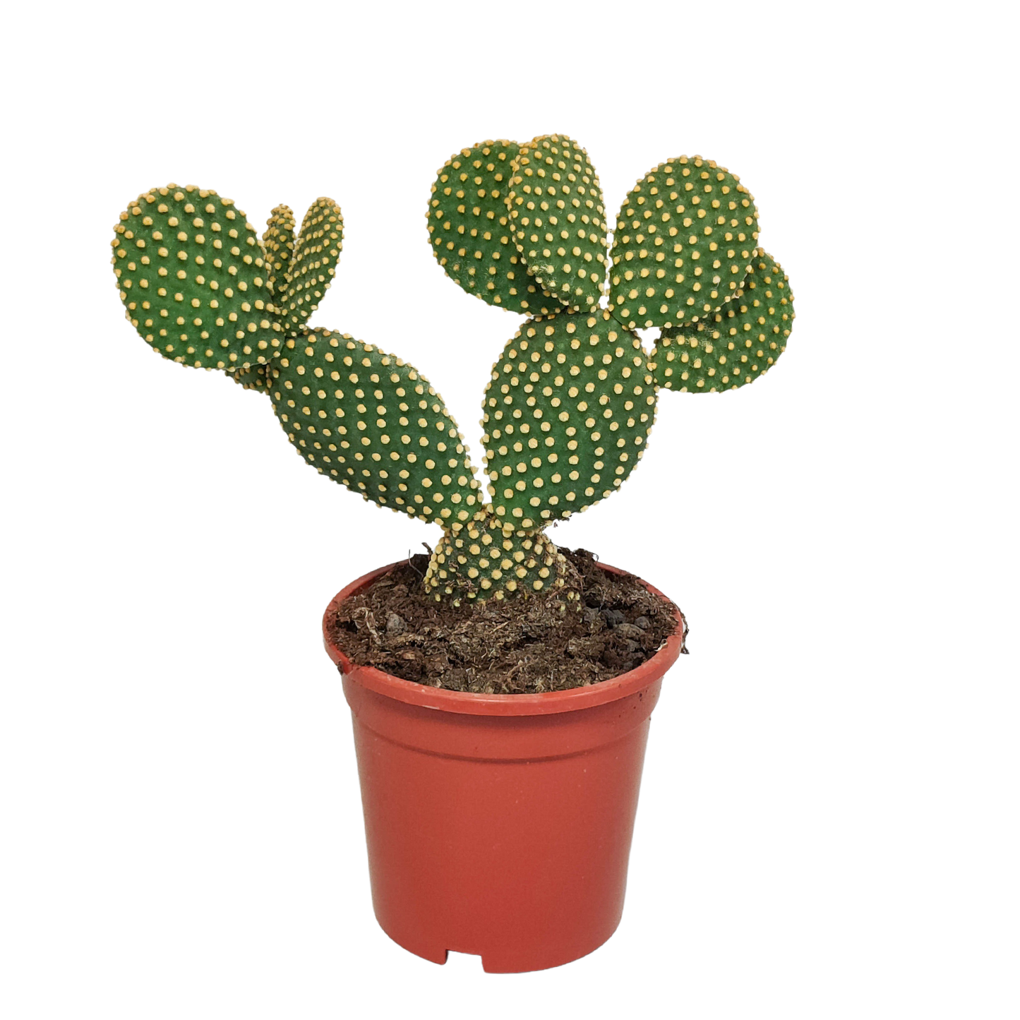 Opuntia microdasys – Pflegeleichter Zimmerkaktus 17 cm