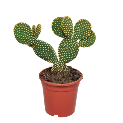 Opuntia microdasys – Pflegeleichter Zimmerkaktus 17 cm