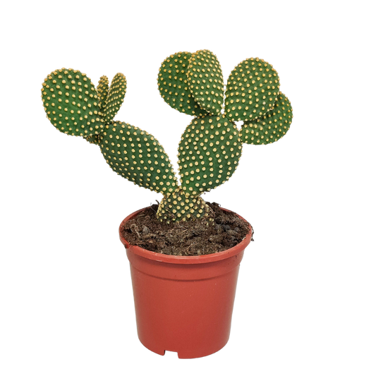 Opuntia microdasys – Pflegeleichter Zimmerkaktus 17 cm