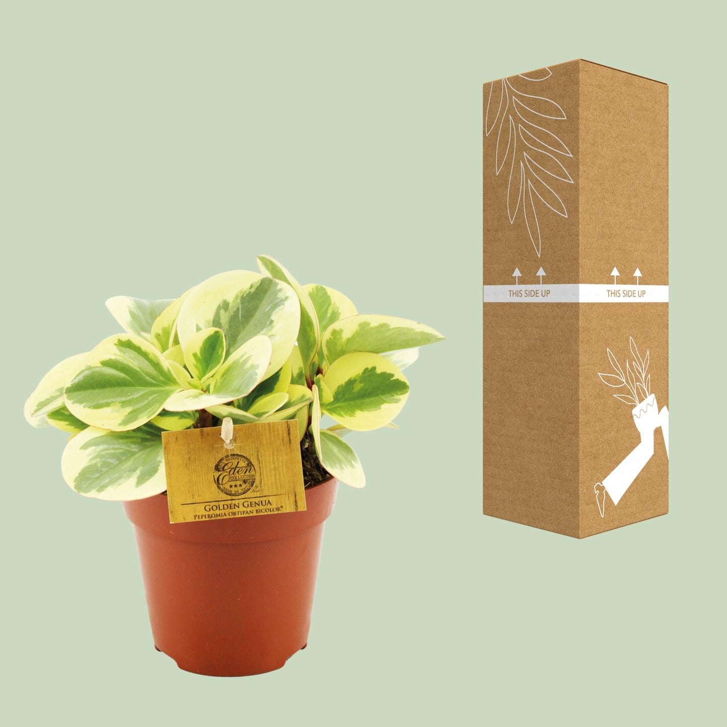 Peperomia Obtipan Bicolor – Pflegeleichte Zimmerpflanze Ø12cm