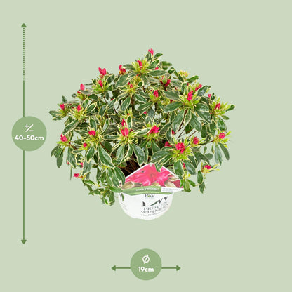 Rhododendron 'Bollywood' – Farbprächtige Azalee Ø19cm