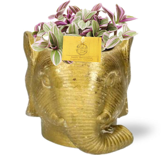Tradeskantie Sweetness im goldenen Elefanten-Topf Ø10,5cm
