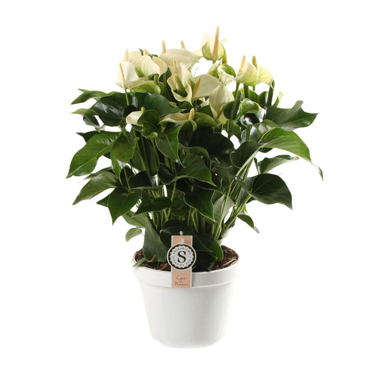 Anthurium White Champion – Tropische, pflegeleichte Zimmerpflanze Ø21cm