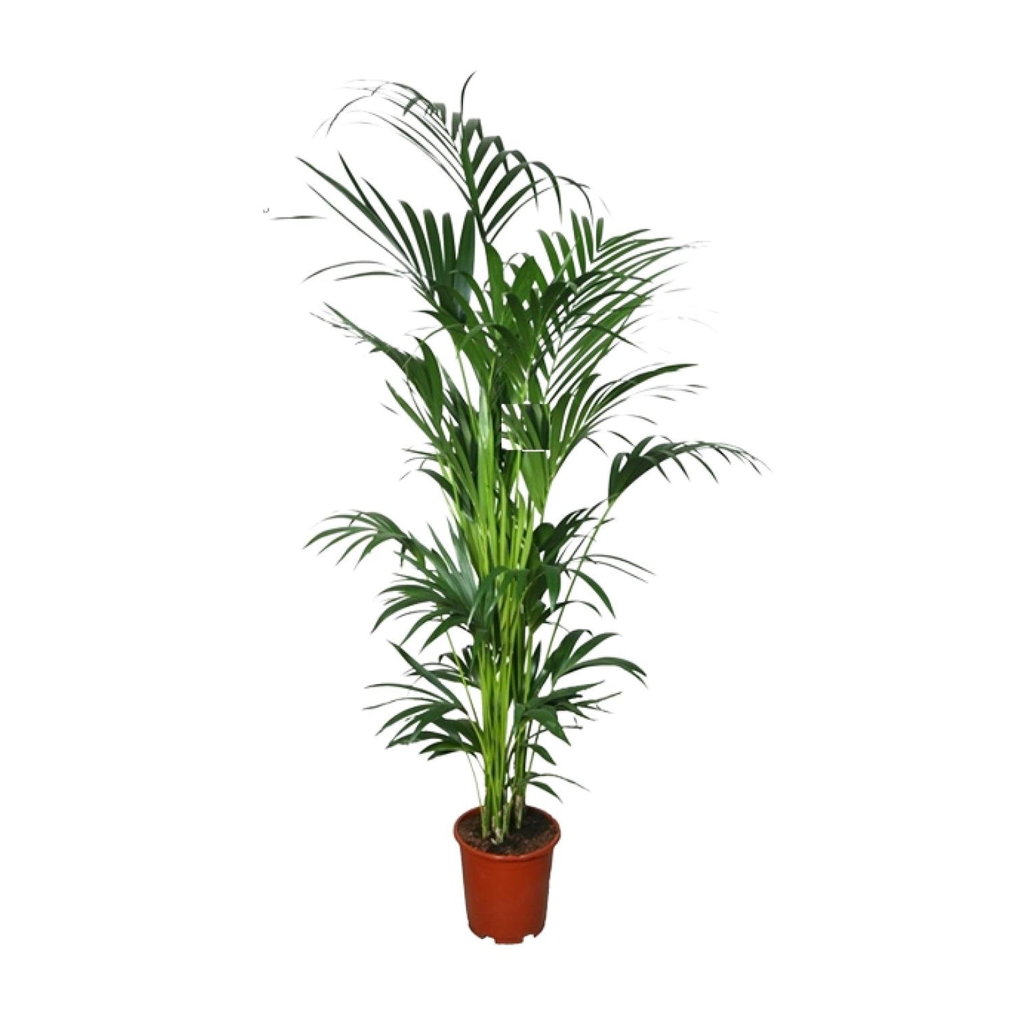 Kentia Palme – 200 cm hohe pflegeleichte Zimmerpflanze