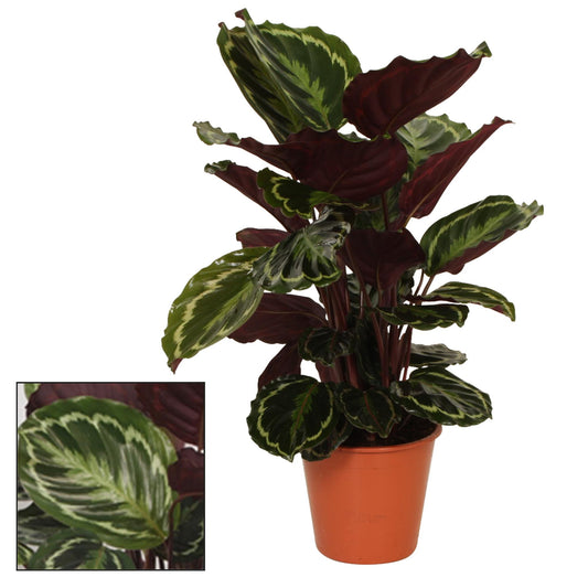 Calathea Medaillon – Pflegeleichte Zimmerpflanze Ø19cm