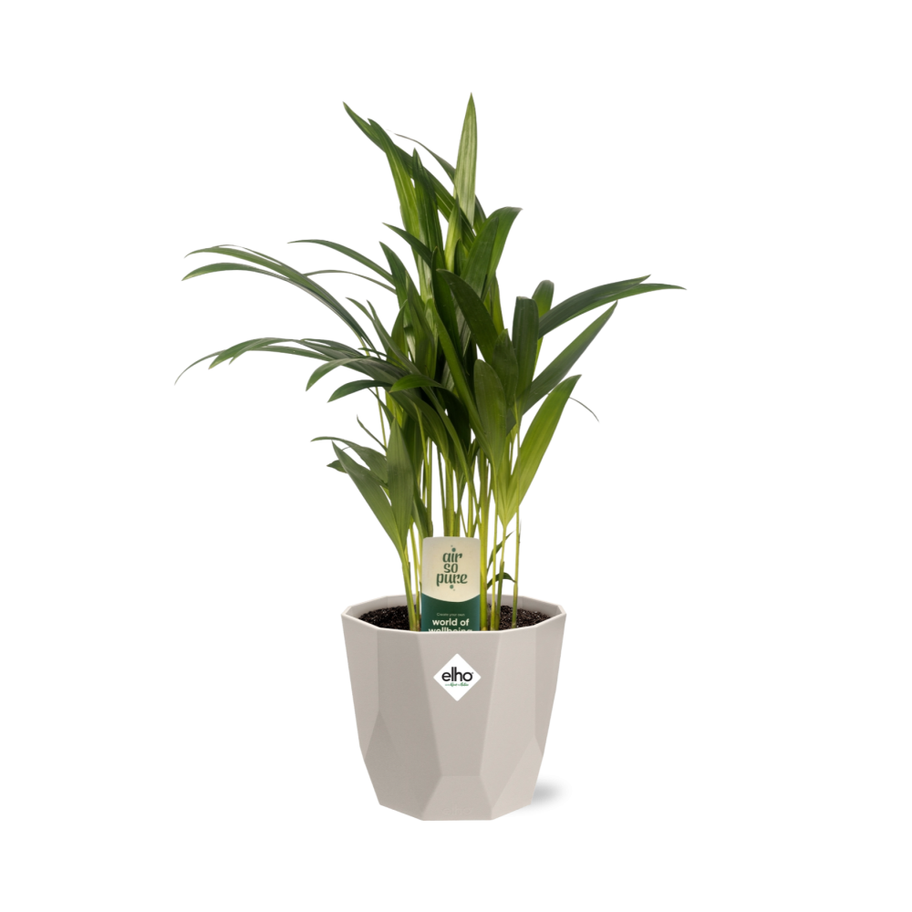 Dypsis Lutescens (Bambuspalme) 12cm in ELHO b.for rock Topf