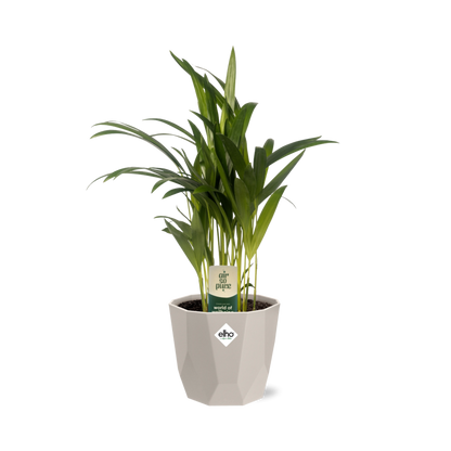 Dypsis Lutescens (Bambuspalme) 12cm in ELHO b.for rock Topf
