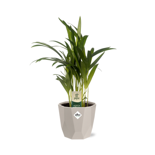 Dypsis Lutescens (Bambuspalme) 12cm in ELHO b.for rock Topf