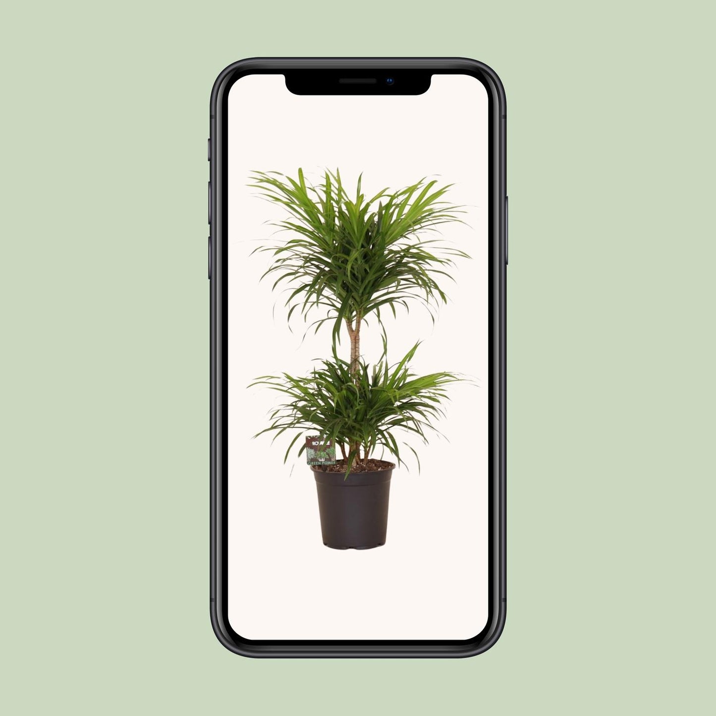 Dracaena Reflexa Anita Variegata – Pflegeleichte Trendpflanze Ø21cm