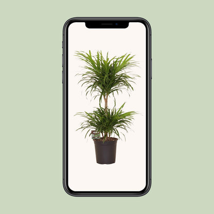 Dracaena Reflexa Anita Variegata – Pflegeleichte Trendpflanze Ø21cm