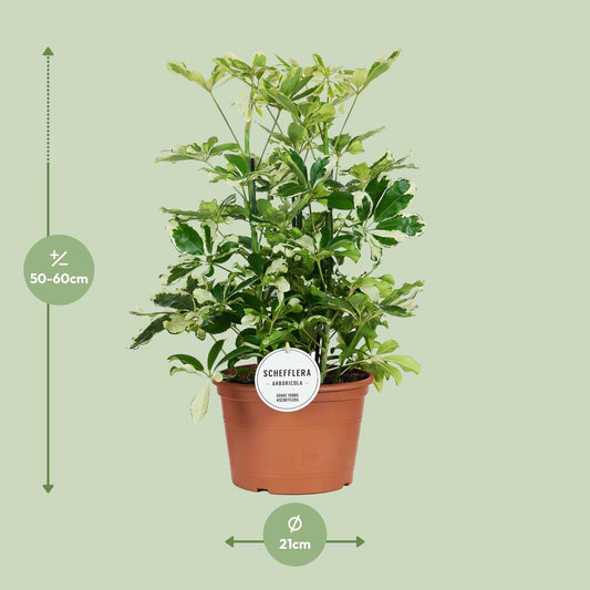 Schefflera Charlotte – Pflegeleichter Schirmbaum Ø21cm