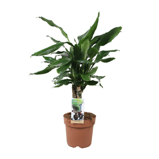 Drachenbaum Steudneri Green – 55 cm pflegeleicht & robust