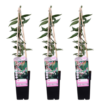 3x Lonicera henryi Copper Beauty – Immergrünes Klettergeißblatt Ø15cm