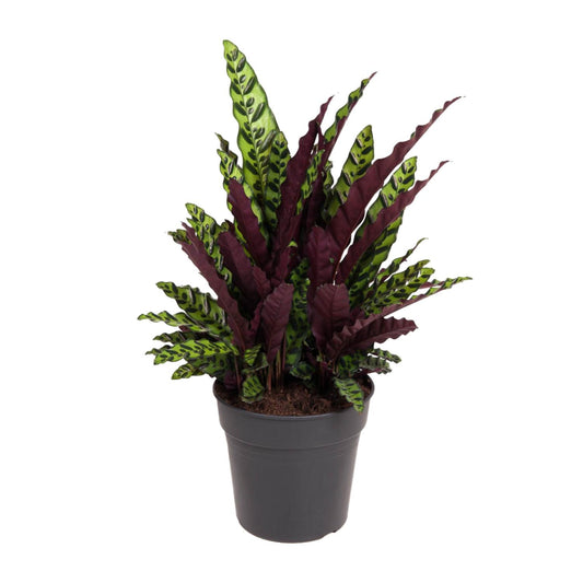 Calathea Lancifolia – Pflegeleichte Tropen-Zimmerpflanze Ø27cm
