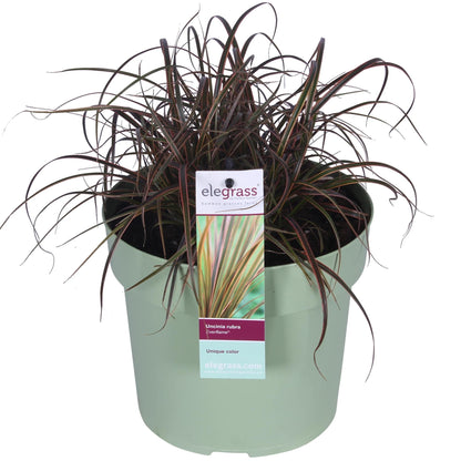 Uncinia rubra Everflame – Rotes Ziergras Ø19 cm