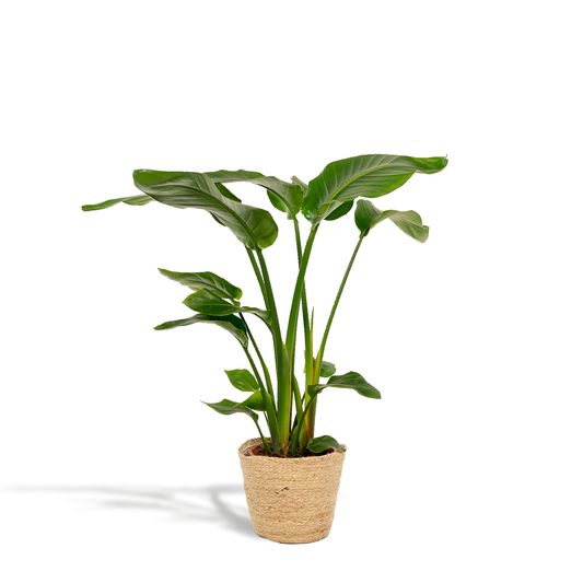 Strelitzia Nicolai Ø19cm – Luftreinigende Baumstrelitzie mit Korb