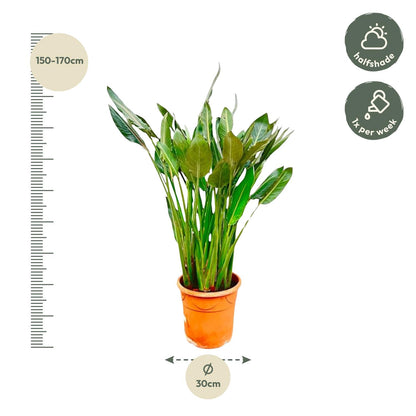 Strelitzia Reginae XL – Exotische Paradiesvogelblume 160 cm