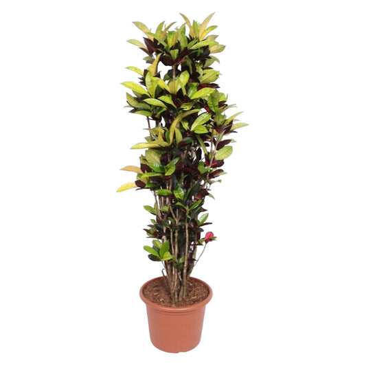 Codiaeum Iceton (Croton) – 190 cm, Ø 45 cm – Bunte Zimmerpflanze