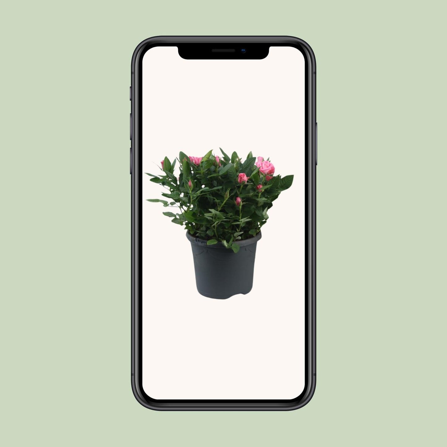 Topfrose Rosa Jewel Patio Sparkling Ø17cm, 30cm Höhe