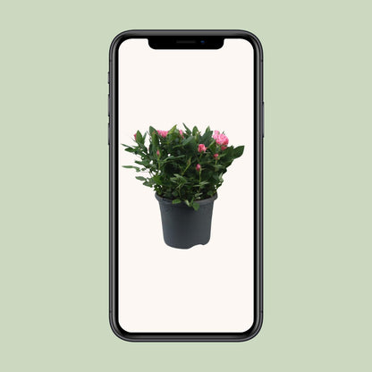 Topfrose Rosa Jewel Patio Sparkling Ø17cm, 30cm Höhe
