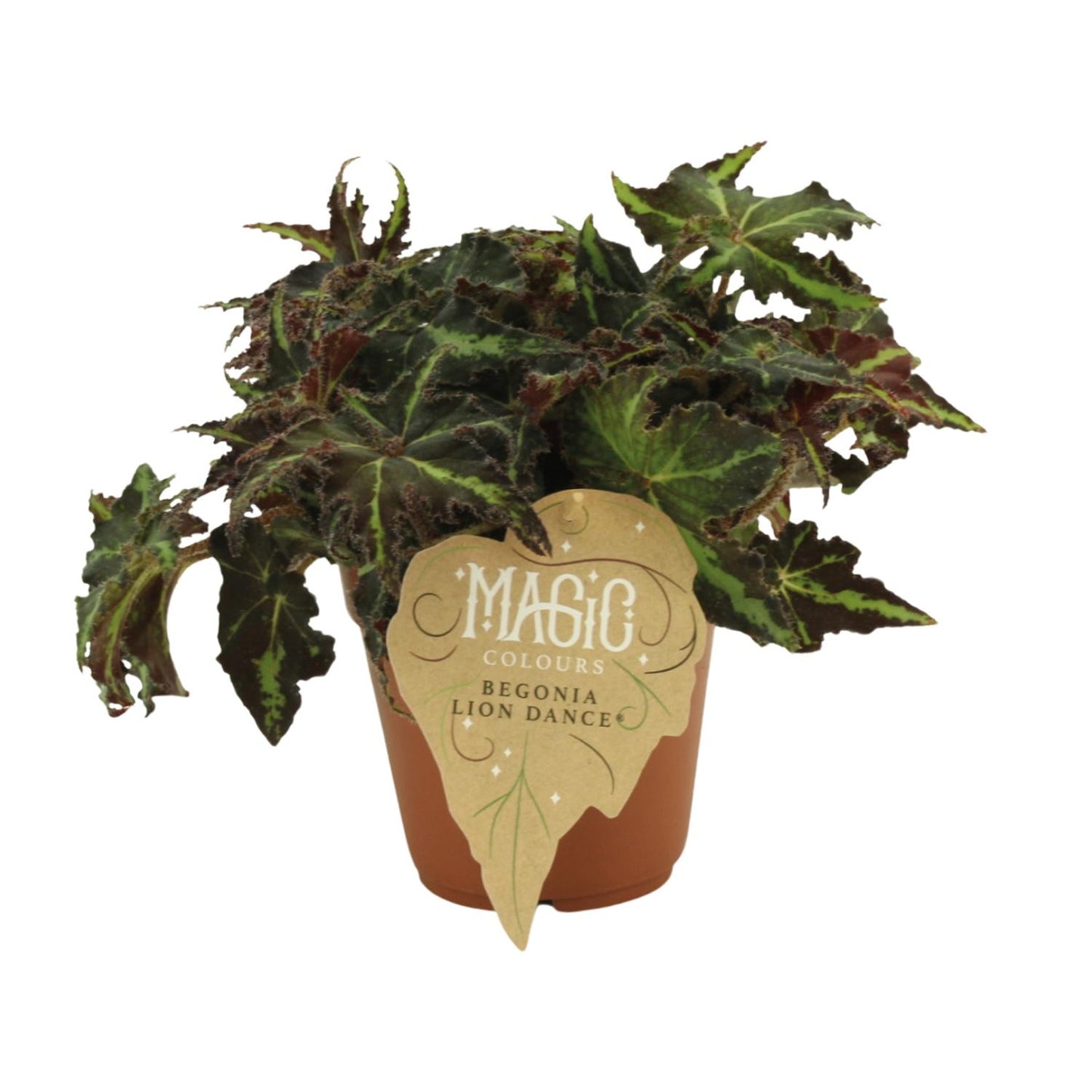 Begonia Rex Lion Dance – Bunte pflegeleichte Zimmerbegonie Ø12 cm