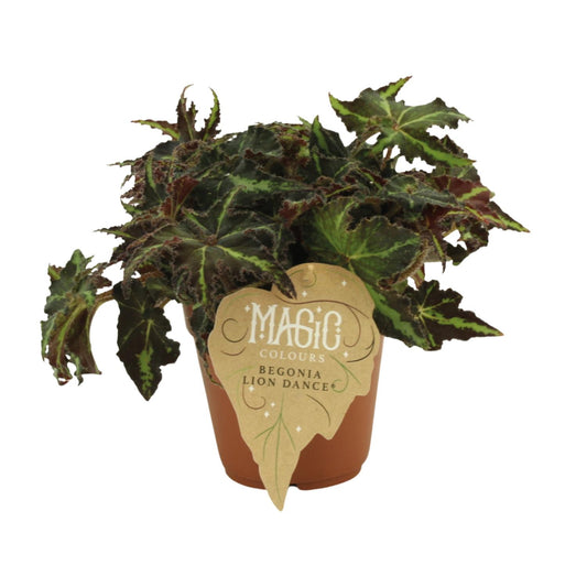 Begonia Rex Lion Dance – Bunte pflegeleichte Zimmerbegonie Ø12 cm