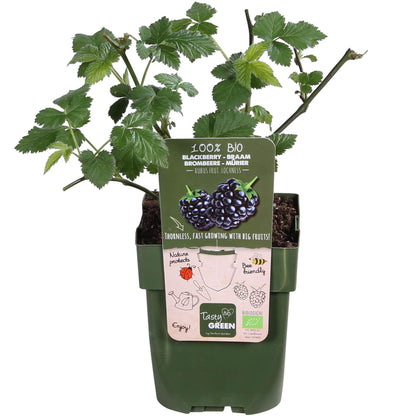 Rubus Lochness – Bio-Brombeere Ø13cm, 45cm hoch
