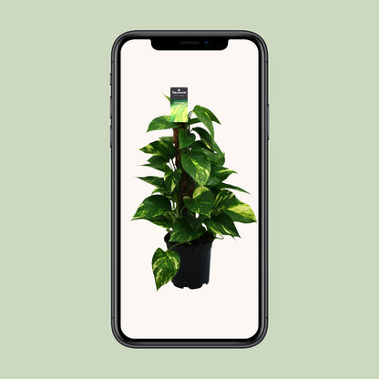 Scindapsus (Epipremnum) – pflegeleichte Zimmerpflanze Ø15cm