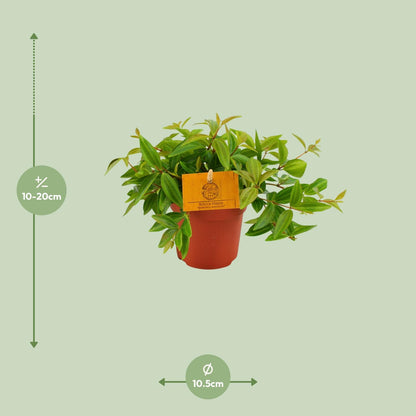 Peperomia Ang. Rocca Vivace – Pflegeleichte Zimmerpflanze Ø11 cm