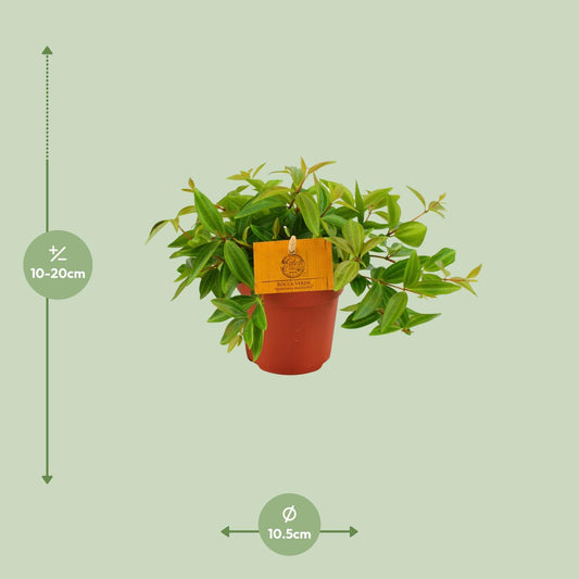 Peperomia Ang. Rocca Vivace – Pflegeleichte Zimmerpflanze Ø11 cm