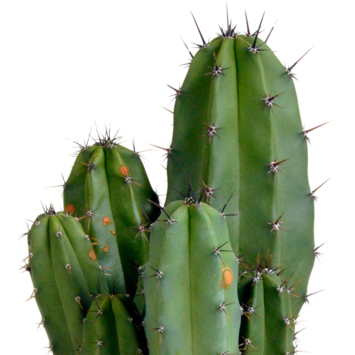 Polaskia Chula Säulenkaktus 12 cm – Pflegeleicht & Modern