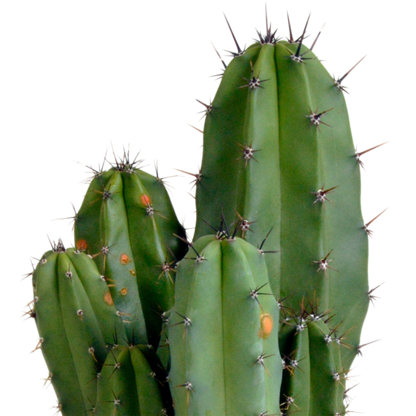 Polaskia Chula Säulenkaktus 12 cm – Pflegeleicht & Modern