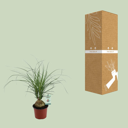 Beaucarnea Nolina Recurvata – Pflegeleichte Zimmerpflanze Ø12cm