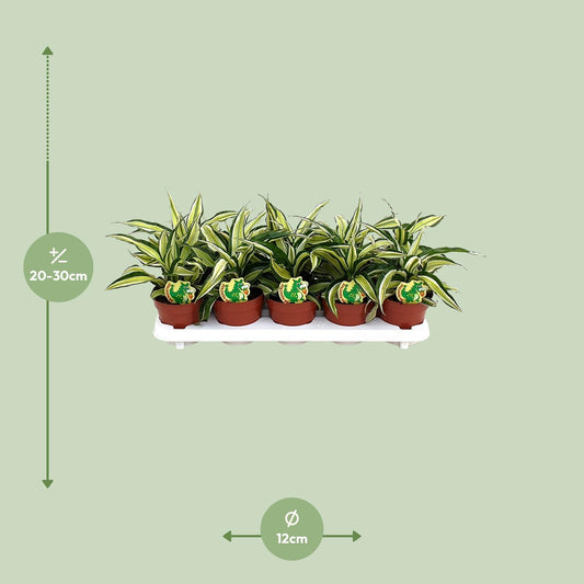 Dracaena Malaika – Exotische, pflegeleichte Zimmerpflanze Ø12cm