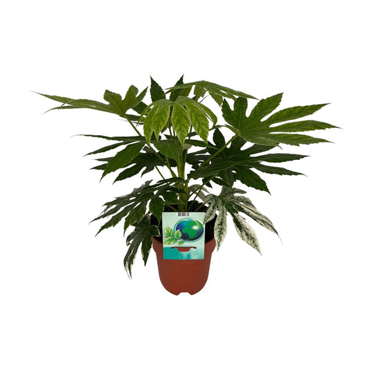 Fatsia Japonica Variegata – Pflegeleichte Zimmerpflanze Ø19cm