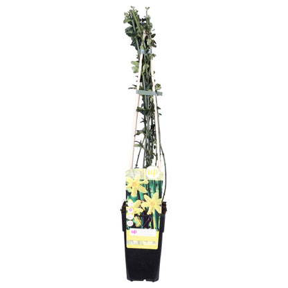 Winter-Jasmin (Jasminum nudiflorum) Ø15cm, 65cm hoch