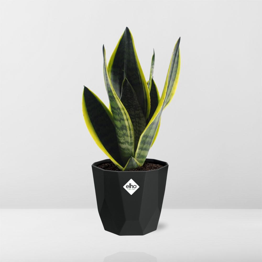 Sansevieria Futura Superba – Pflegeleichte Schwiegermutterzunge 14cm